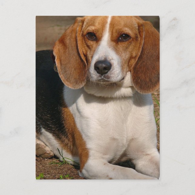 Beagle Hound Postcard (Front)