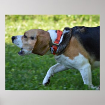 Beagle Hunting Poster by WackemArt at Zazzle