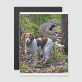 beagle in woods.png (Front/Back)