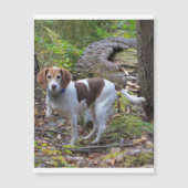 beagle in woods.png (Front)
