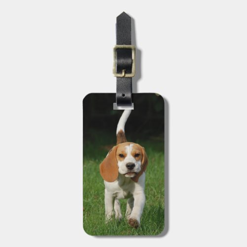 Beagle Insert Your Own Photo Luggage Tag