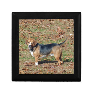 Beagle Keepsake Box