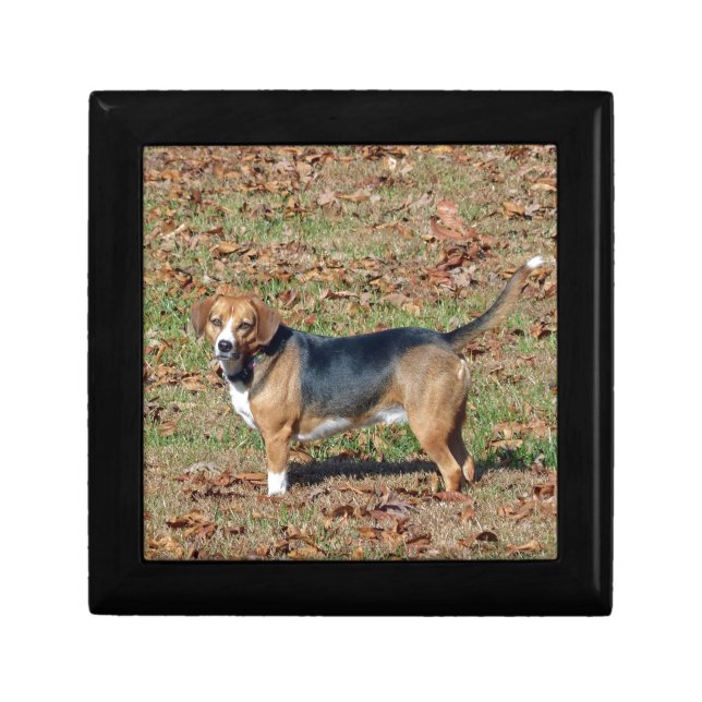 Beagle Keepsake Box (Front)