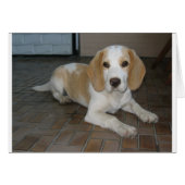 Beagle laying 2.png (Front Horizontal)