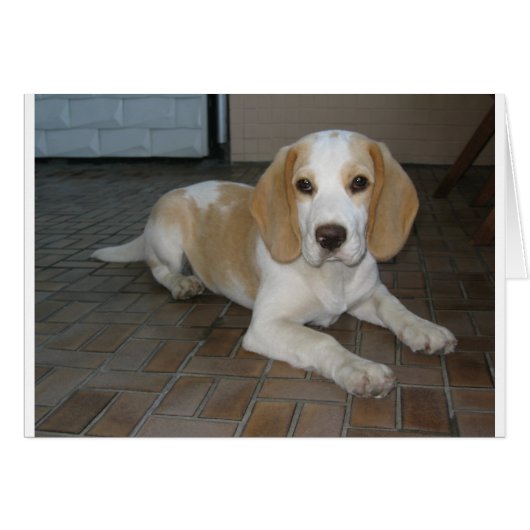 Beagle laying 2.png cards (Front Horizontal)
