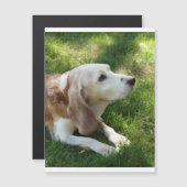 beagle laying.png (Front/Back)