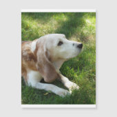 beagle laying.png (Front)