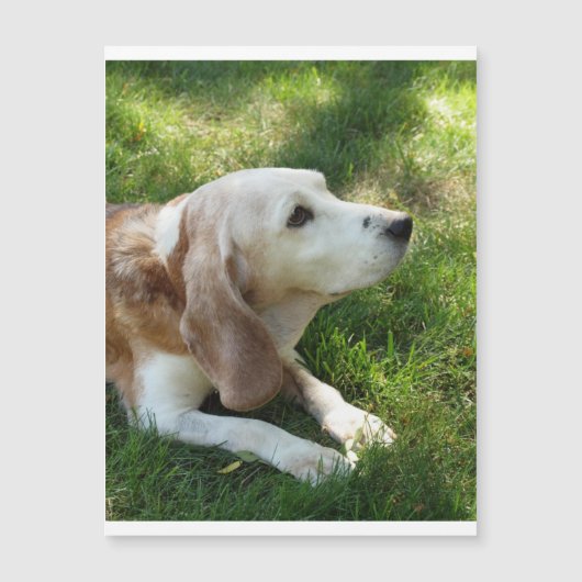 beagle laying.png (Front)