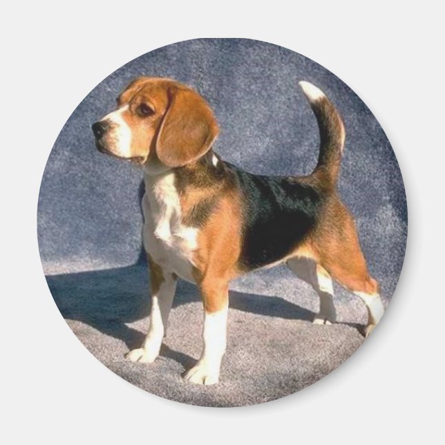 beagle magnet (Front)