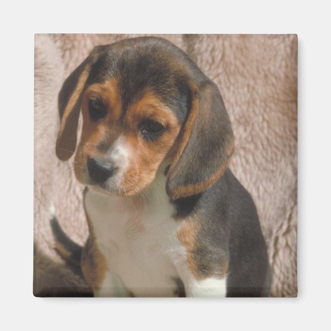 Beagle Magnet (Front)