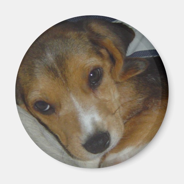 Beagle Magnet (Front)