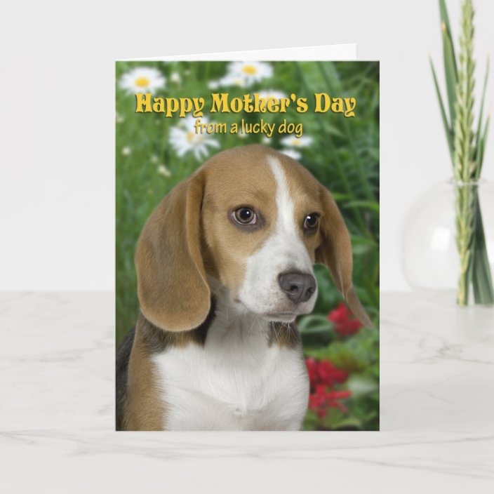 beagle mum