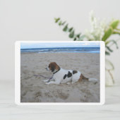 Beagle on beach.png (Standing Front)