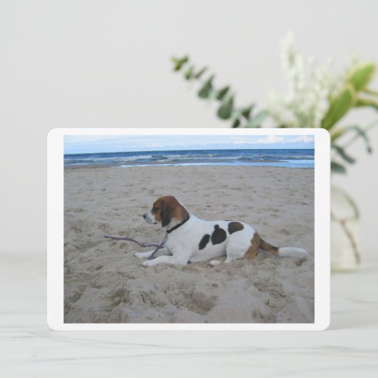 Beagle on beach.png (Standing Front)