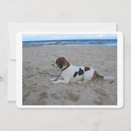 Beagle on beach.png (Front)