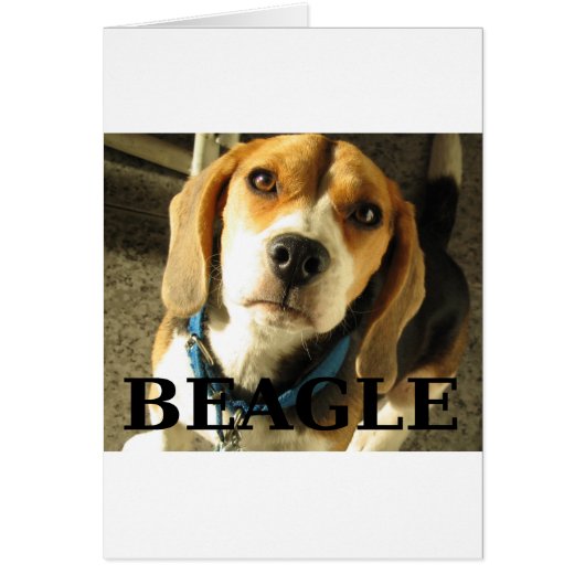beagle pic w name cards (Front)
