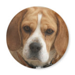Beagle Pictures Round Magnet