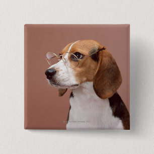 Beagle Pinback Button