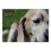 beagle portrait (Front Horizontal)
