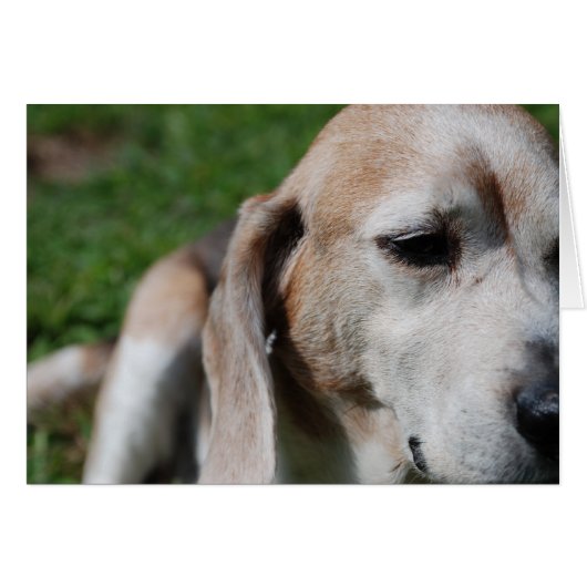 beagle portrait (Front Horizontal)