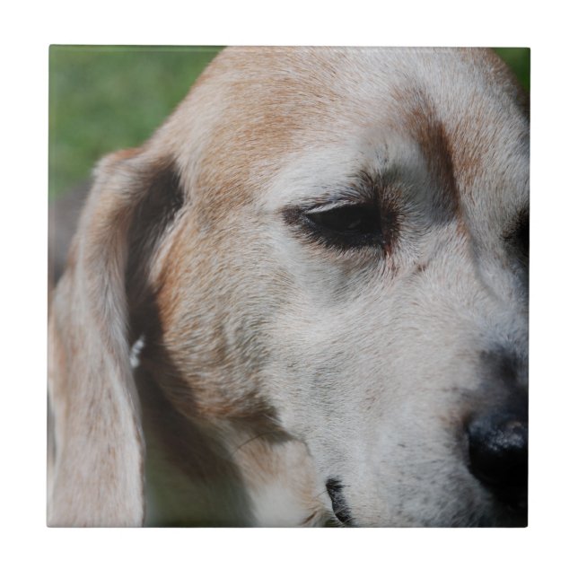 beagle portrait ceramic tile (Front)