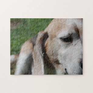 beagle portrait jigsaw puzzle
