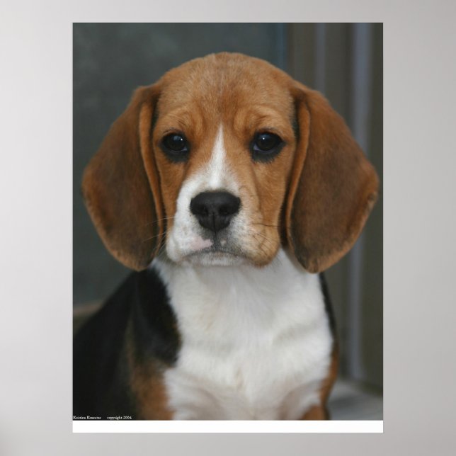 Beagle Portrait Poster (Front)
