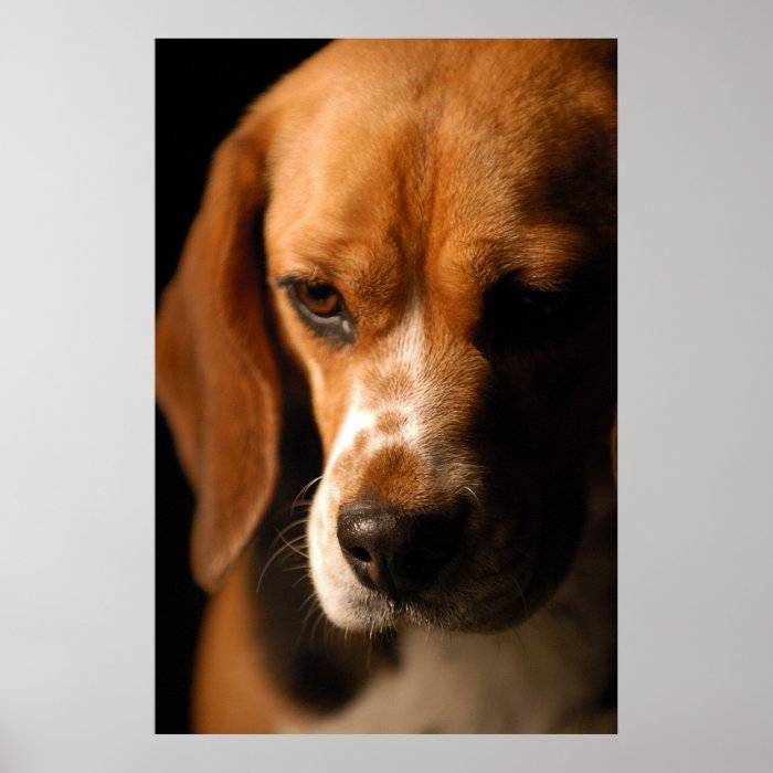 Beagle Portrait Print