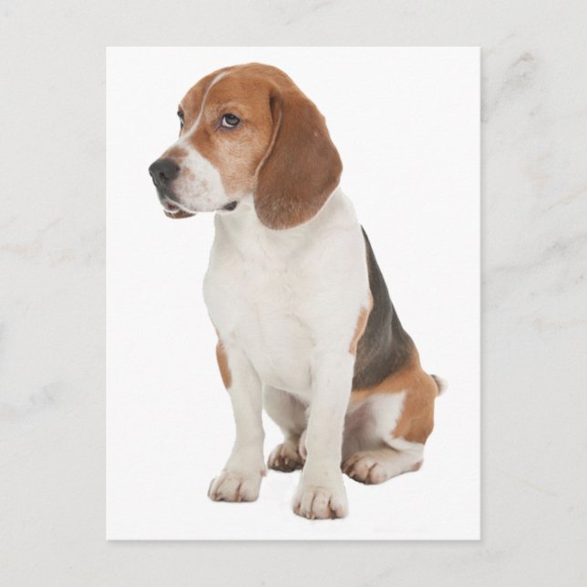Beagle Postcard (Front)