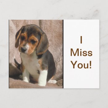 Beagle Postcard by walkandbark at Zazzle