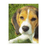Beagle Postcard