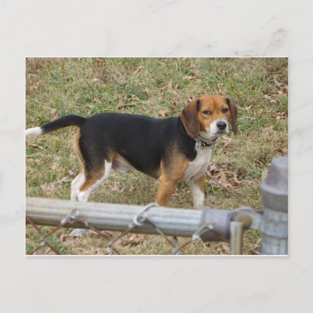 Beagle Postcard (Front)