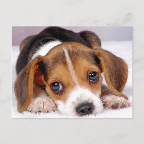 beagle postcard