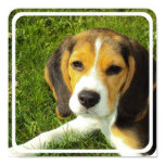 Beagle Poster Print