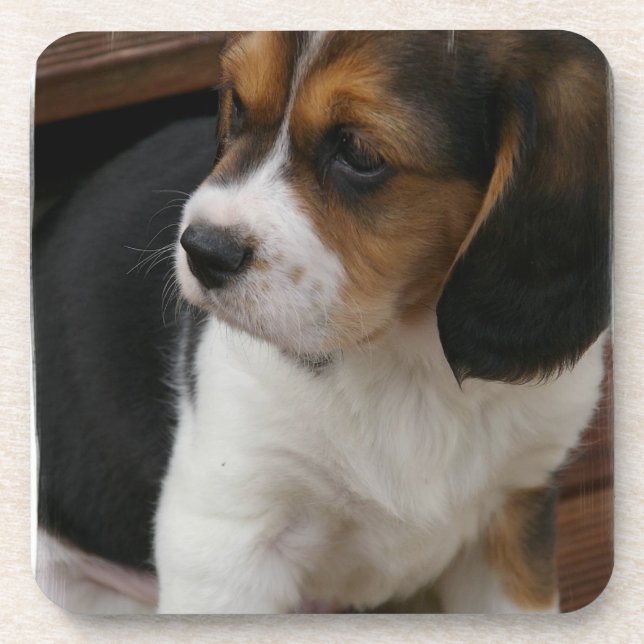 Beagle Pup  Cork Coasters (Front)