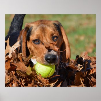 Beagle Pup Leaf On Nose & Tennis Ball Poster by WackemArt at Zazzle