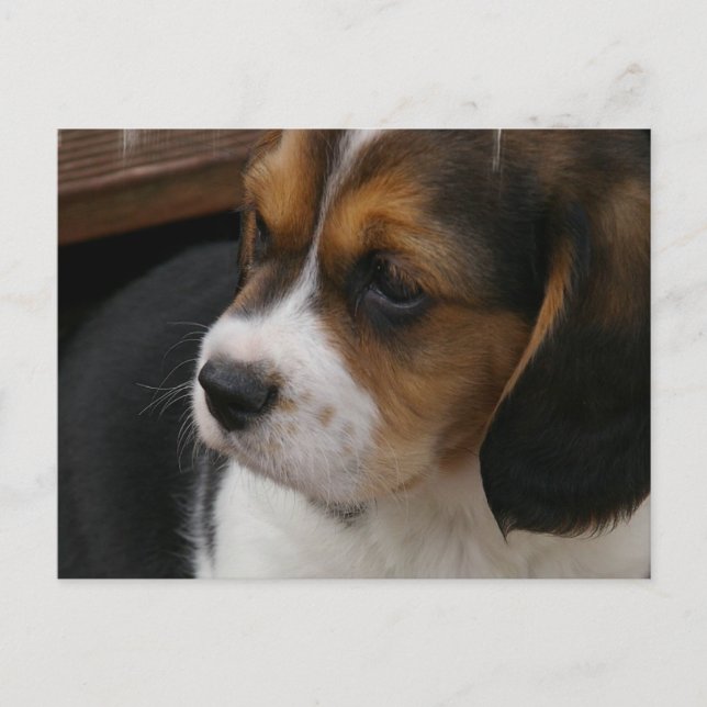Beagle Pup Postcard (Front)