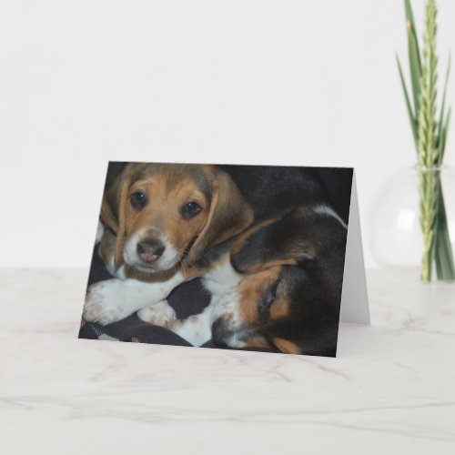 Beagle Puppies Birthday Card
