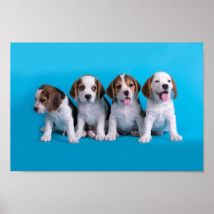 Beagle Puppies Poster