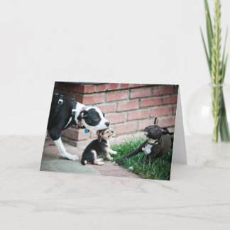 Beagle Puppies Taste Yummy Card