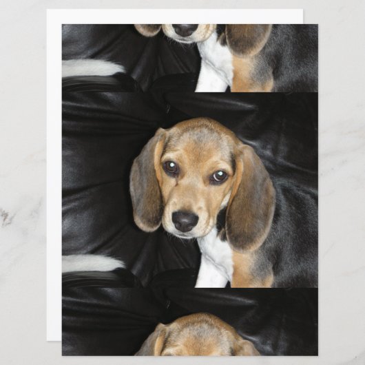 beagle puppy 2 (Front/Back)
