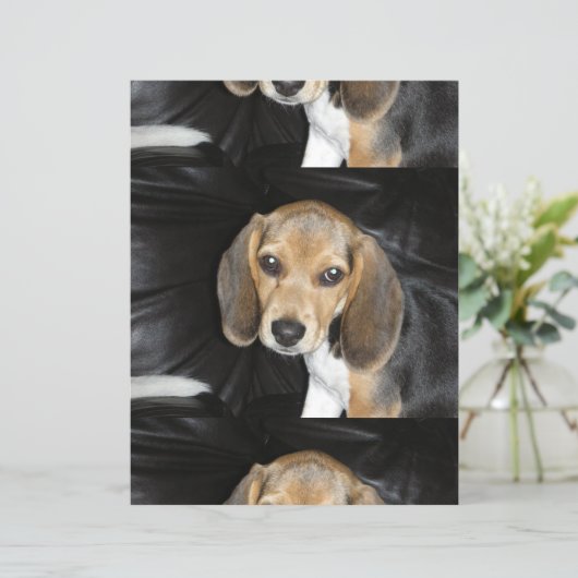 beagle puppy 2 (Standing Front)