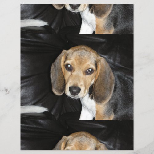 beagle puppy 2