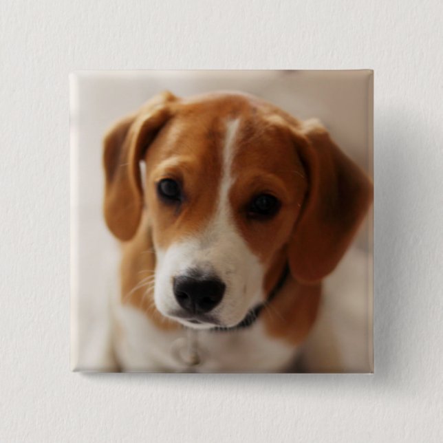 Beagle Puppy 2 Button (Front)