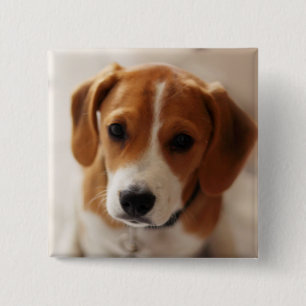 Beagle Puppy 2 Button