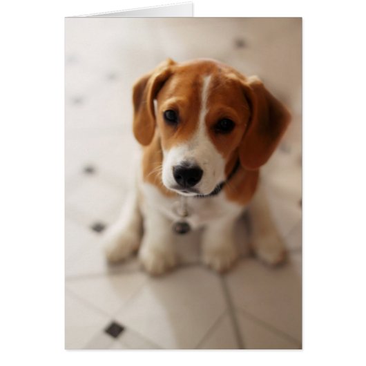 Beagle Puppy 2 Cards (Front)