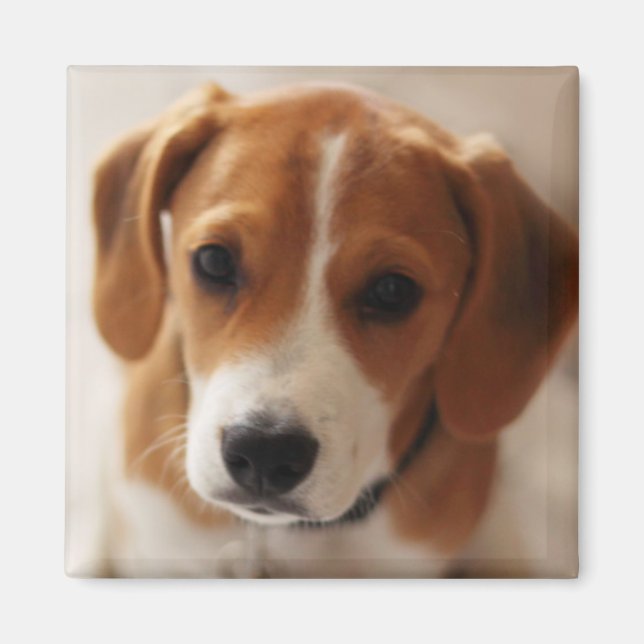 Beagle Puppy 2 Magnet (Front)