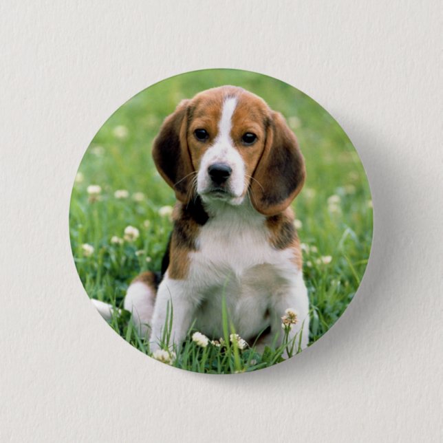 Beagle Puppy Button (Front)