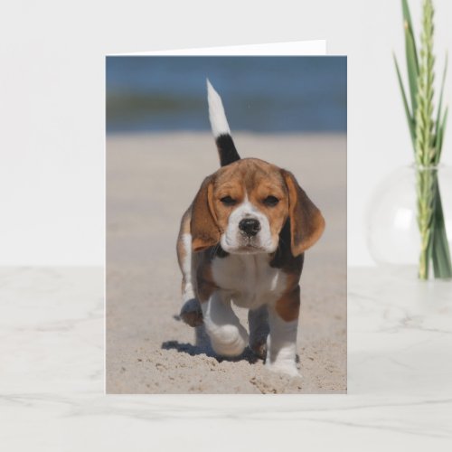 Beagle puppy card