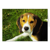 Beagle Puppy Card (Front Horizontal)